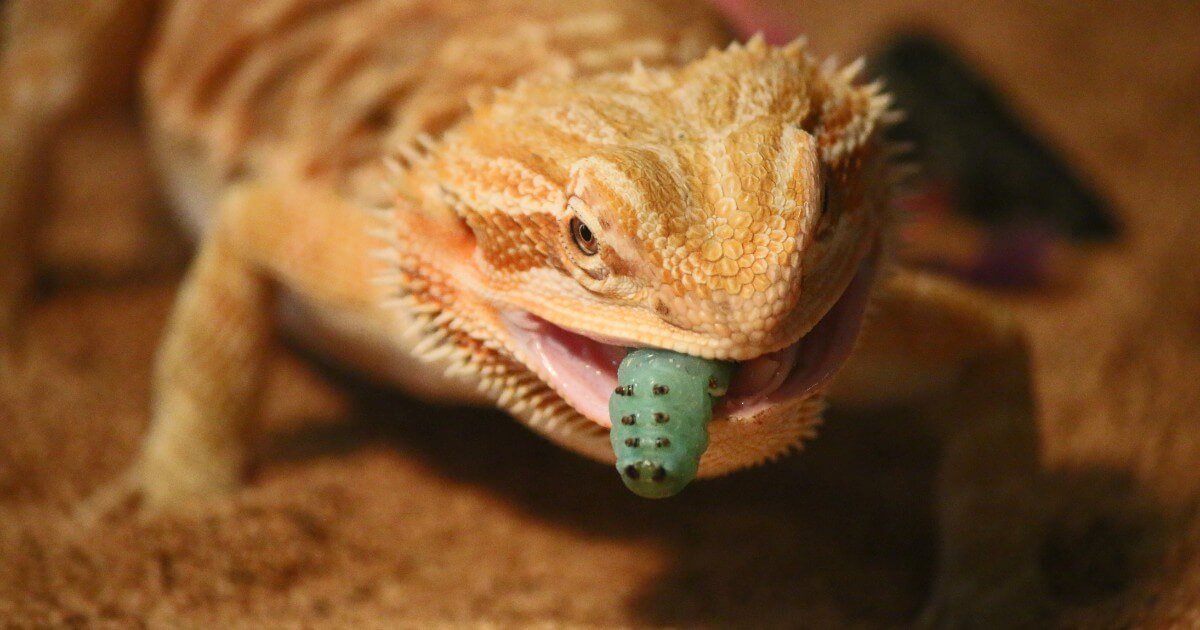 Bearded Dragon eating Blue Horned Warm