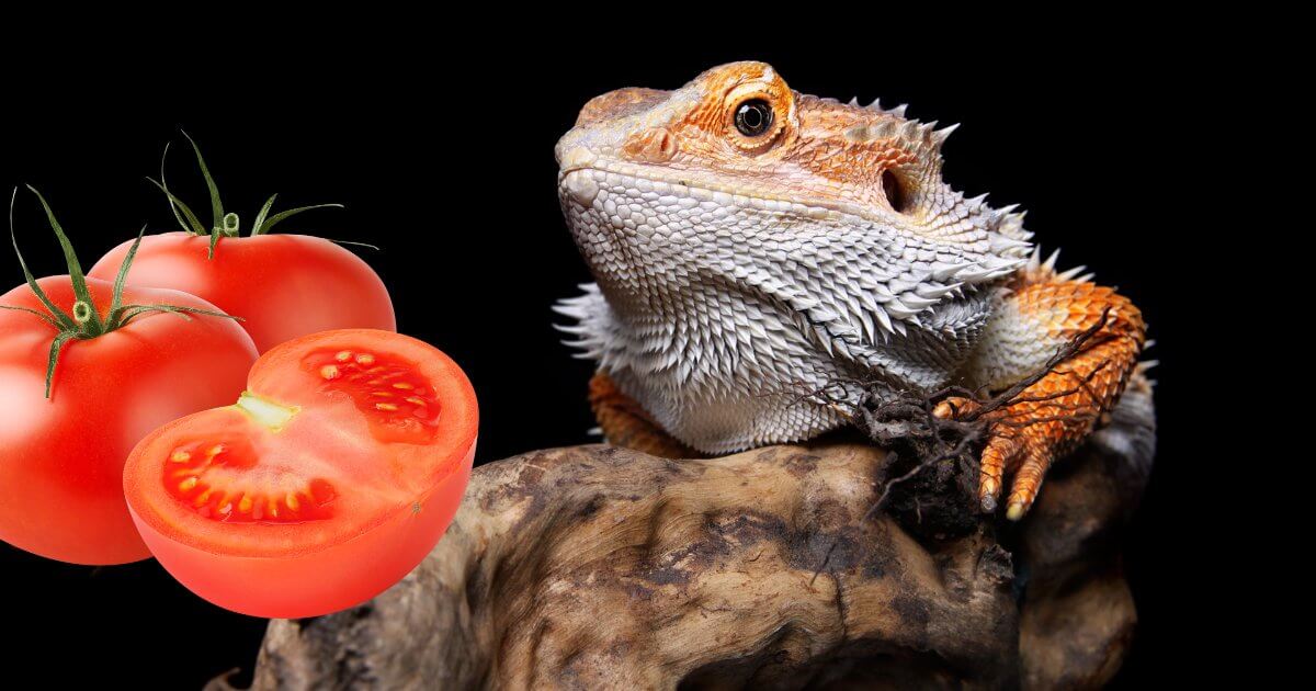 A bearded dragon happily munching on a small tomato piece