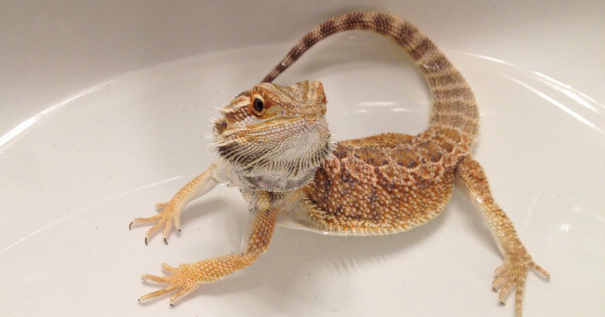 A bearded dragon sitting in a shallow water dish, enjoying a bath and splashing water around.