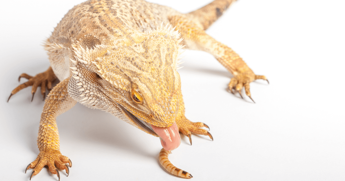A bearded dragon eating a worm, a protein-rich food for juvenile bearded dragons.
