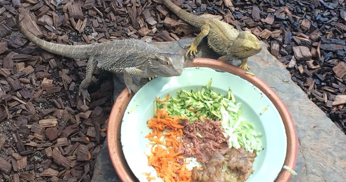Two bearded dragons eating a variety of fruits, vegetables, and insects.