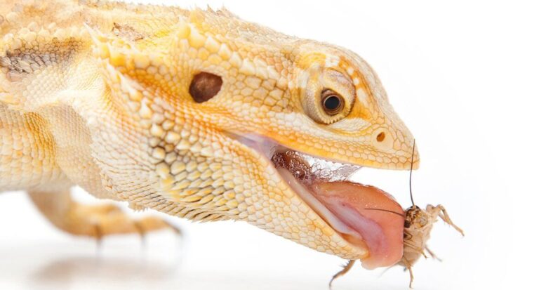 A bearded dragon with its mouth open, eating a cricket