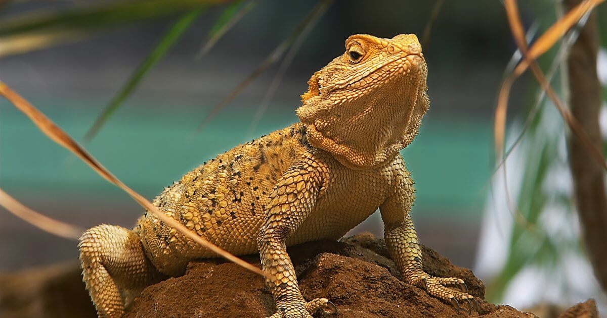 A bearded dragon basking on a branch inside a well-humidified enclosure.