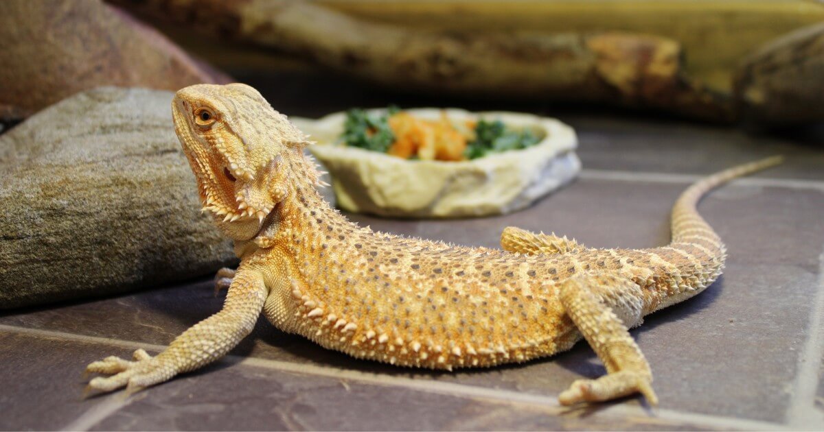 A bearded dragon surrounded by various fruits and vegetables