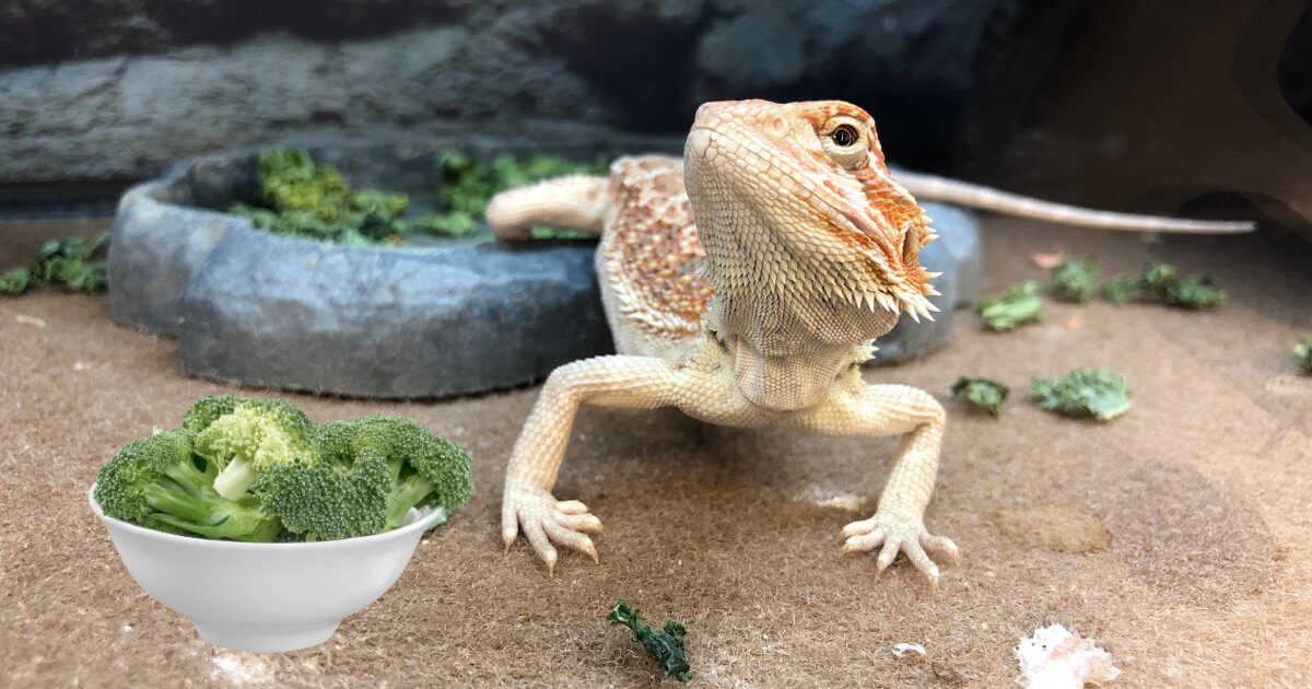 A bearded dragon contemplating eating broccoli