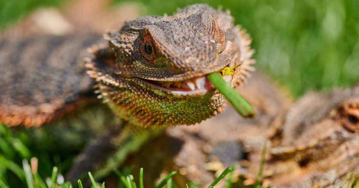 A bearded dragon eating dandelion greens.