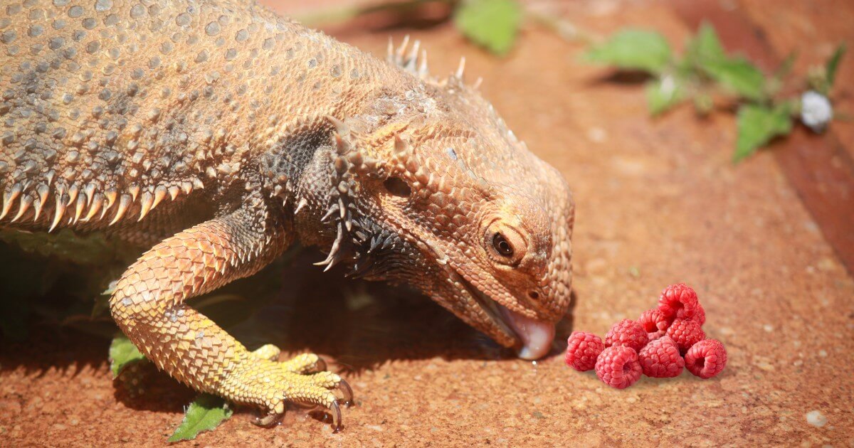 A bearded dragon enjoying a raspberry treat