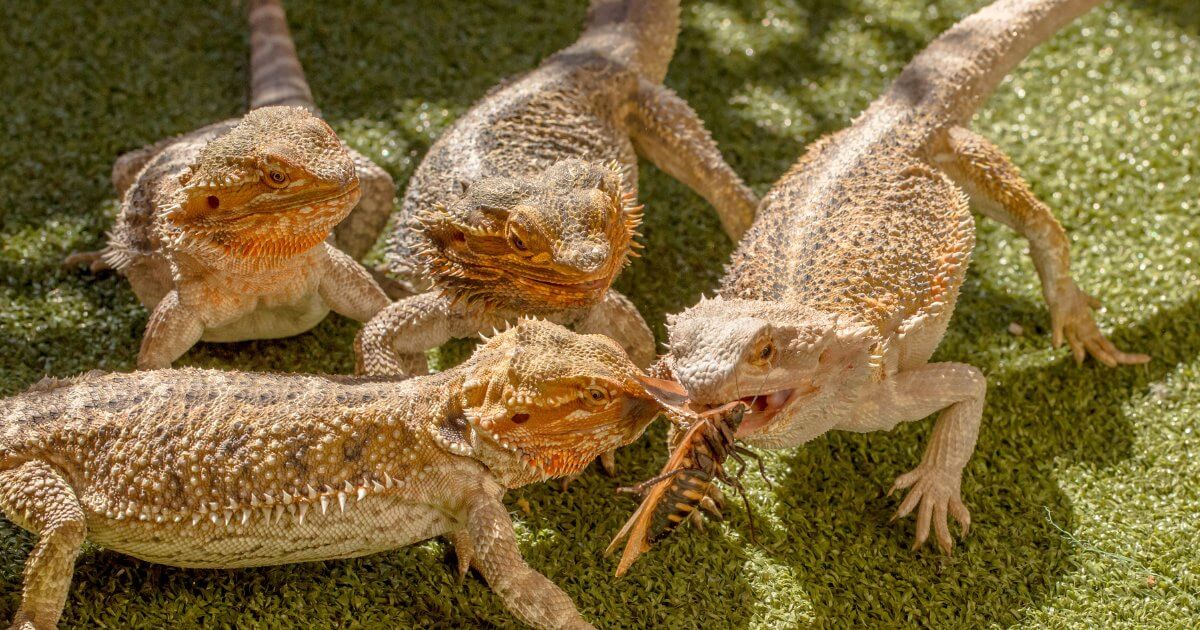 Bearded dragons fighting over a cricket.