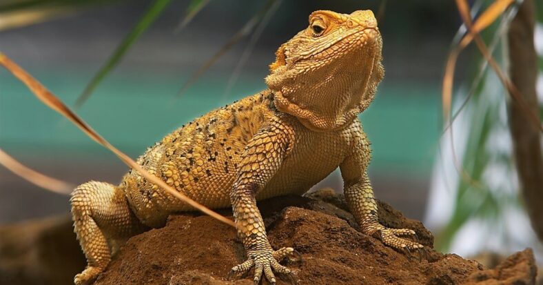 A bearded dragon showing signs of dehydration, including sunken eyes and wrinkled skin