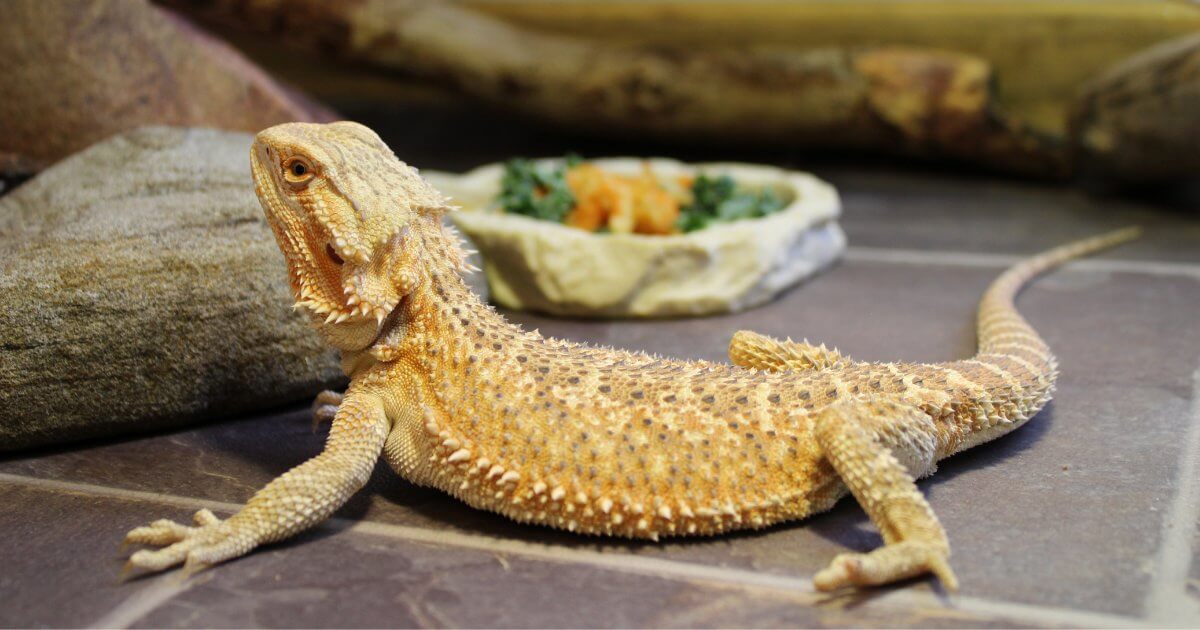 Bearded dragon eating a balanced diet of insects, greens, and fruits