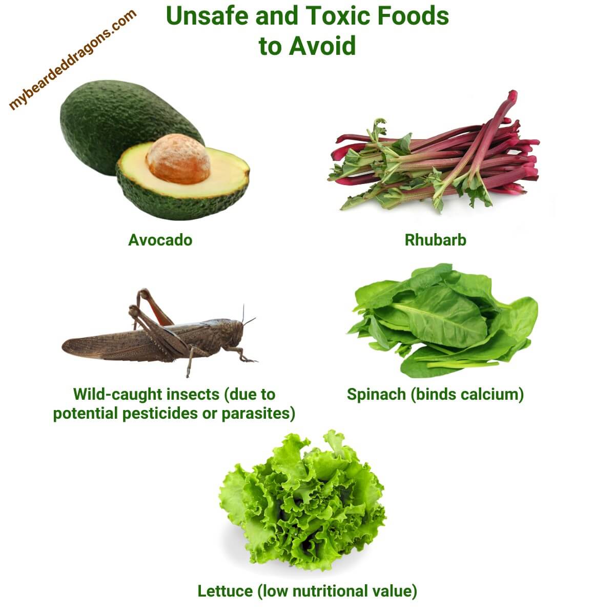 A visual list of unsafe and toxic foods for bearded dragons, including avocado, rhubarb, wild-caught insects, spinach, and lettuce.
