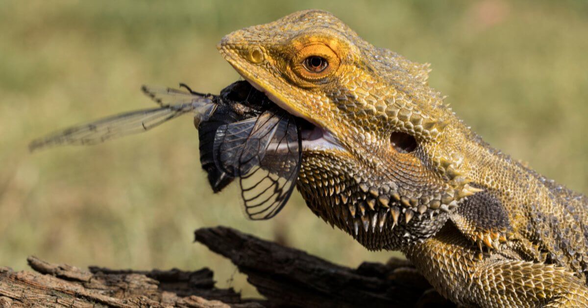 A bearded dragon with its mouth open, eating an insect