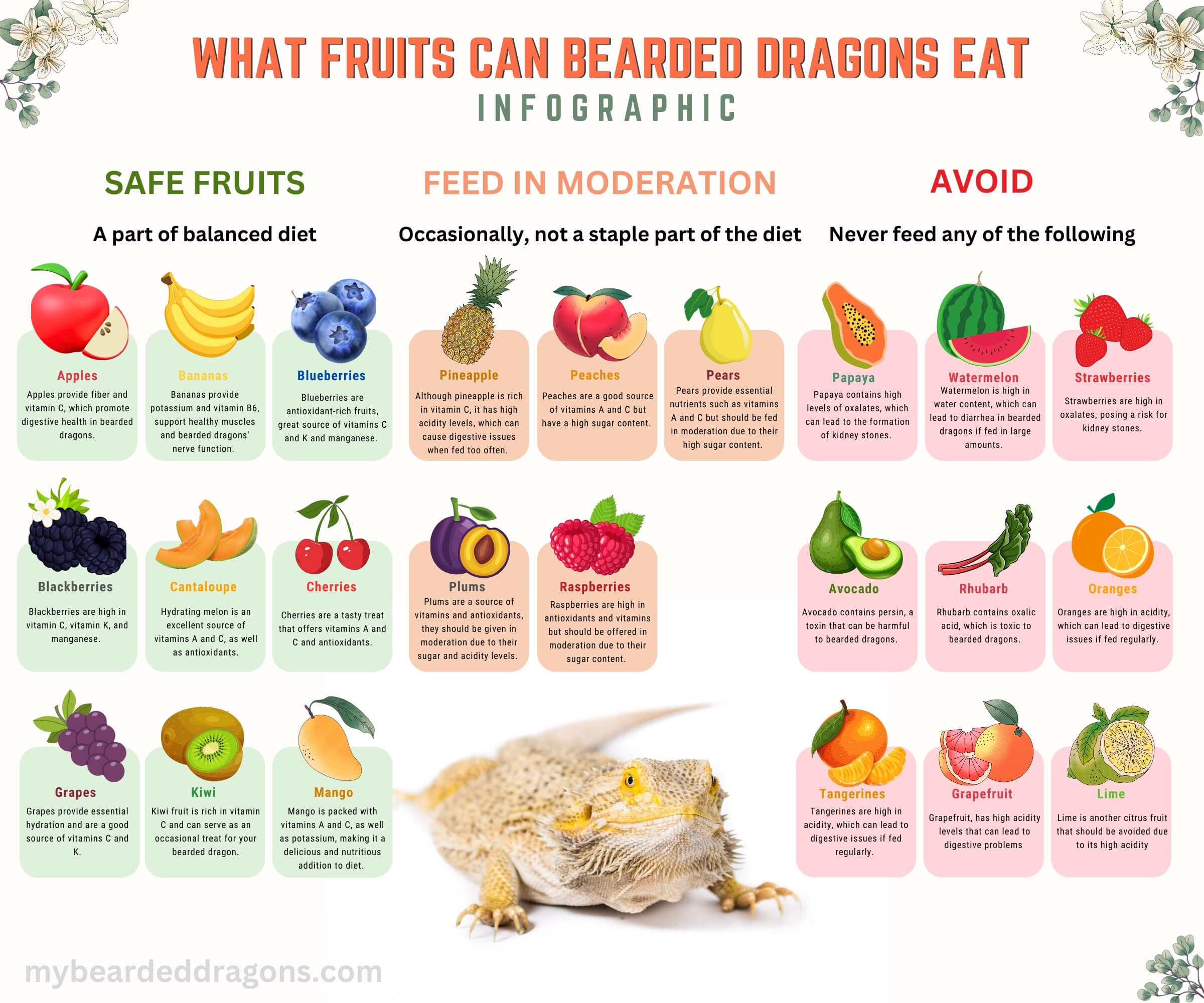 Infographics What Fruits Can Bearded Dragons Eat
