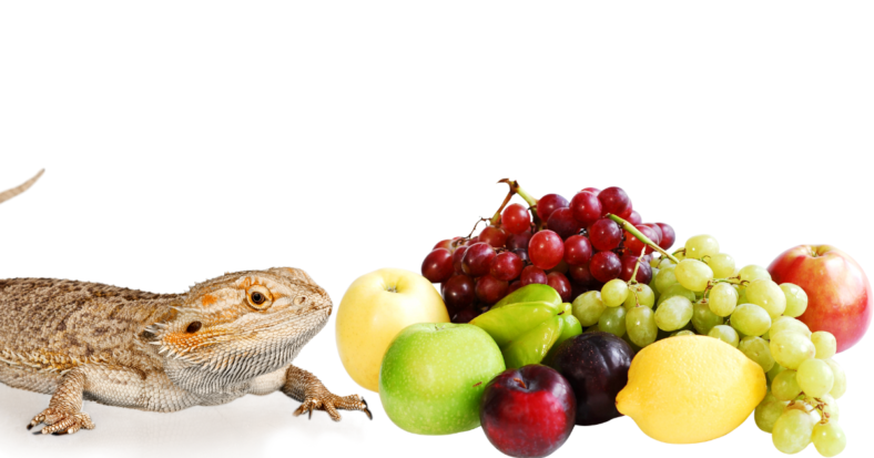 What fruits can bearded dragons eat - Bearded dragon with a selection of safe fruits it can eat