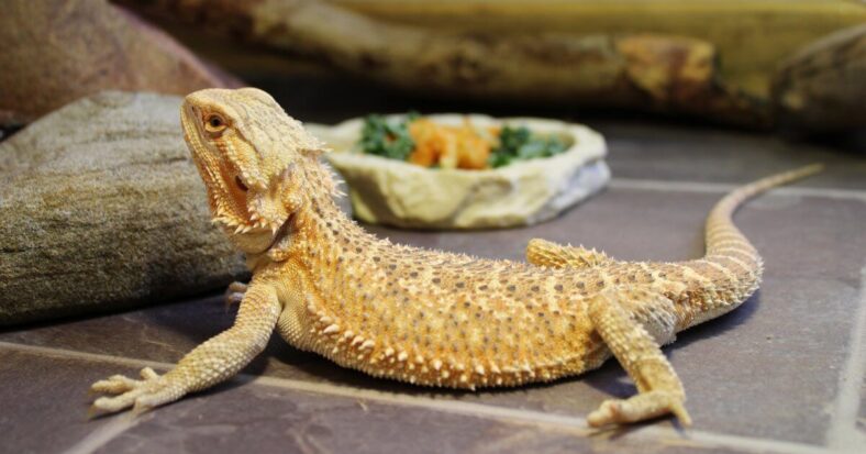 A happy bearded dragon munching on a mix of vegetables from the "What Vegetables Can Bearded Dragons Eat" guide