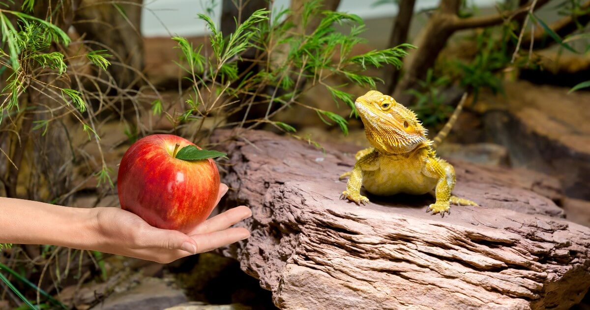 Bearded dragon happily eating a slice of apple