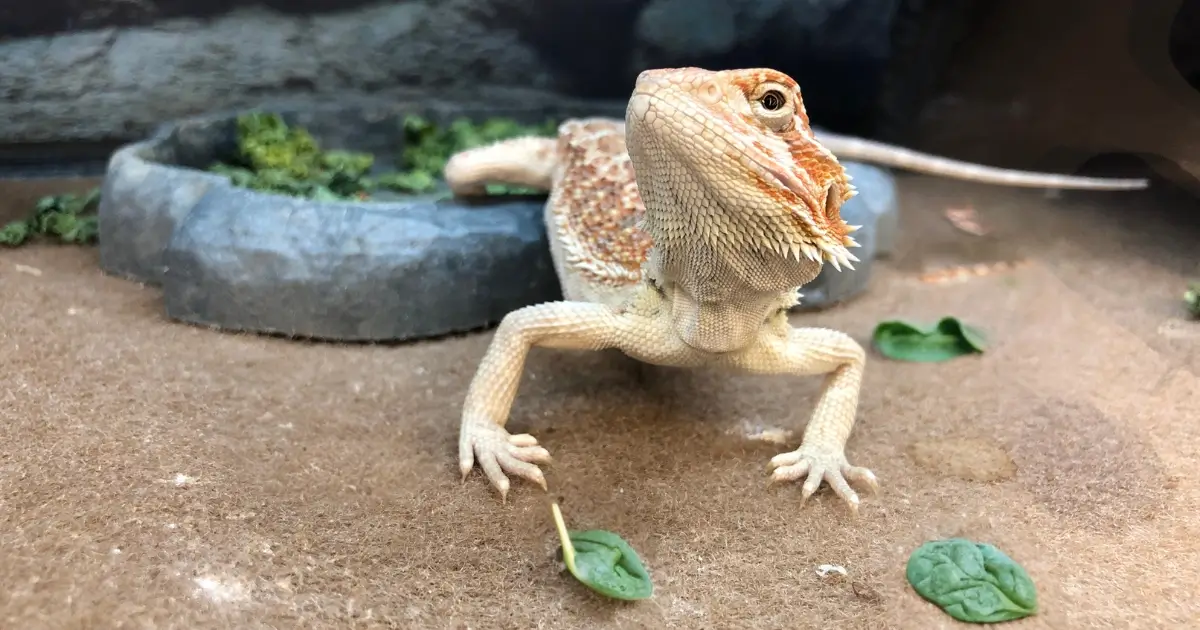 Bearded dragon happily eating spinach