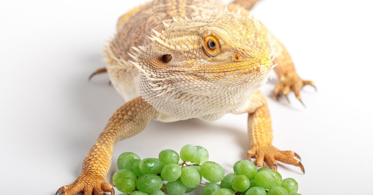 Bearded dragon eating green grapes. This is an answer to question Can bearded dragons eat green grapes? 