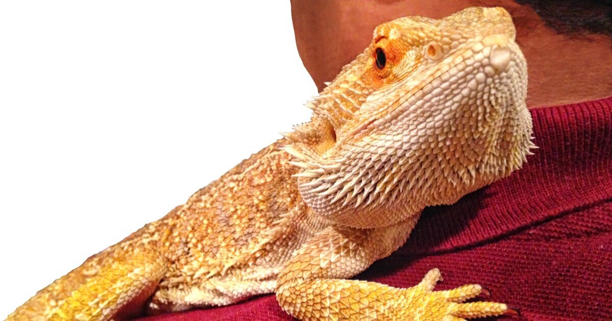 Bearded dragon spike resting on Mikes shoulder. 