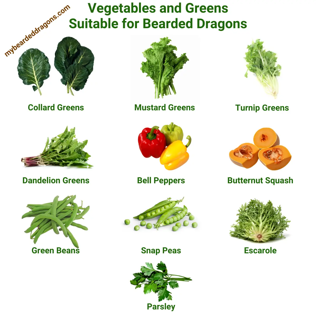 Infographic of a vegetables for a balanced bearded dragon diet