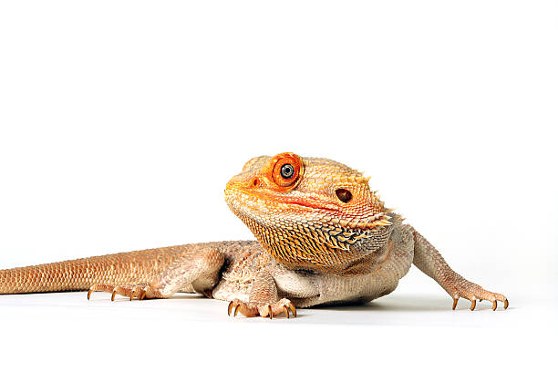 Expert bearded dragon care and handling