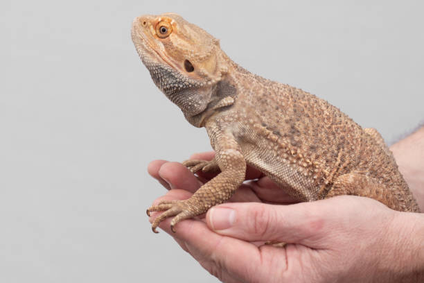 Healthy captive-bred bearded dragon for adoption