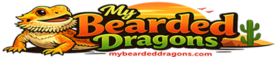 My Bearded Dragons