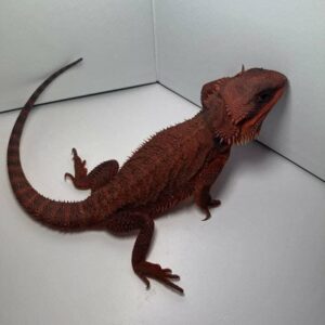 Central Bearded Dragon
