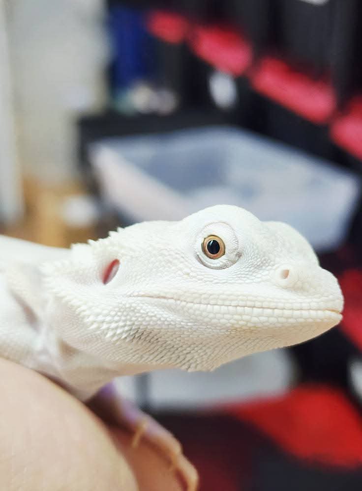 Leatherback Zero Bearded Dragon