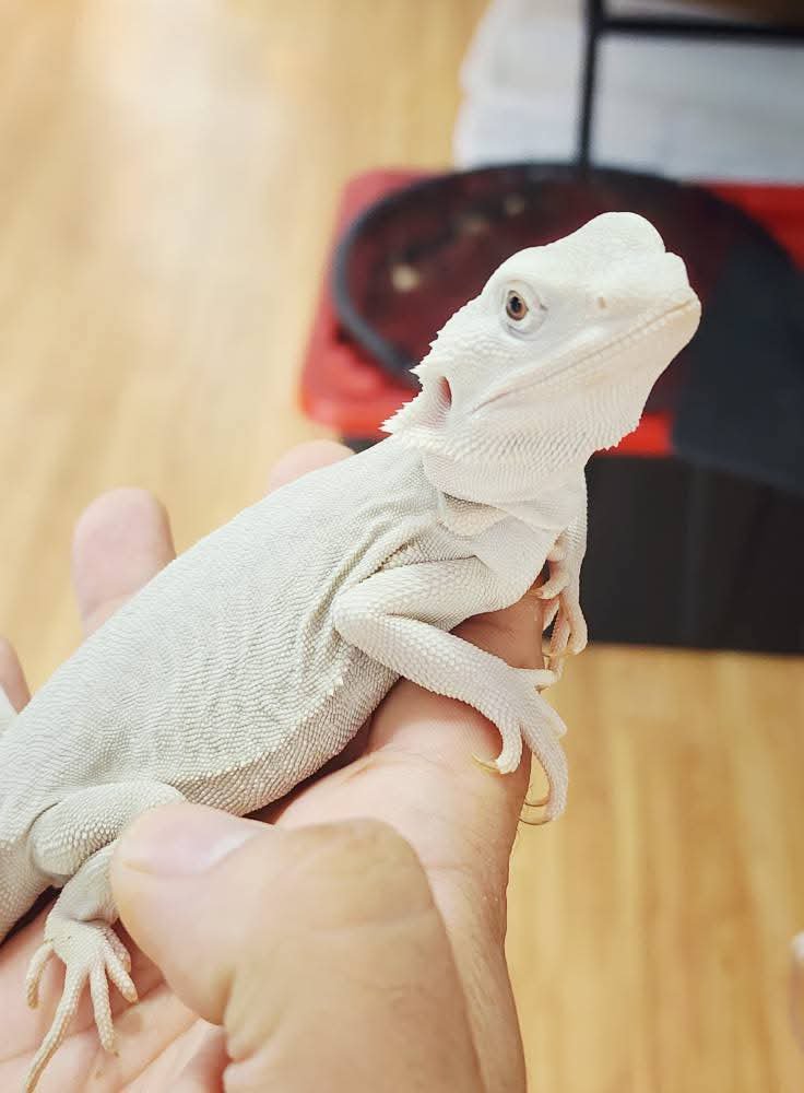 Leatherback Zero Bearded Dragon - Image 2