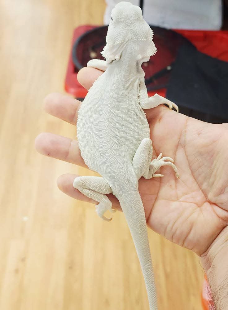 Leatherback Zero Bearded Dragon - Image 3
