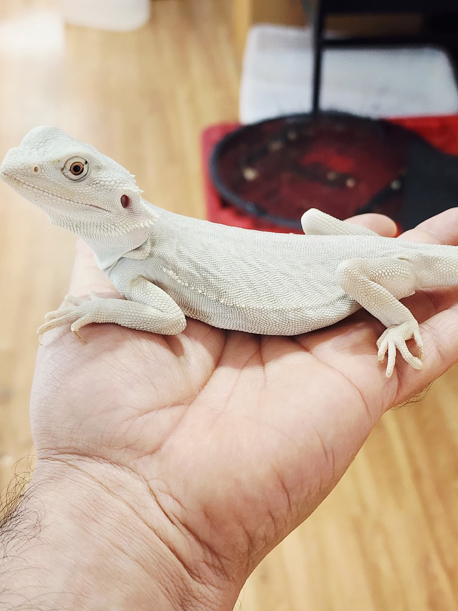 Leatherback Zero Bearded Dragon - Image 4