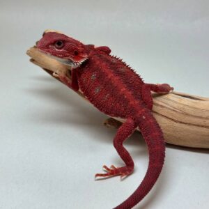 Central Bearded Dragon
