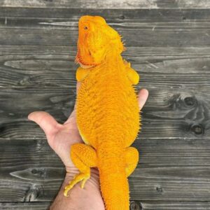Hypomelanistic (Hypo) Bearded Dragon