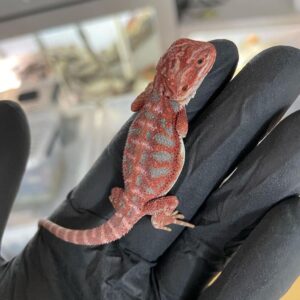 Standard (Classic) Bearded Dragon